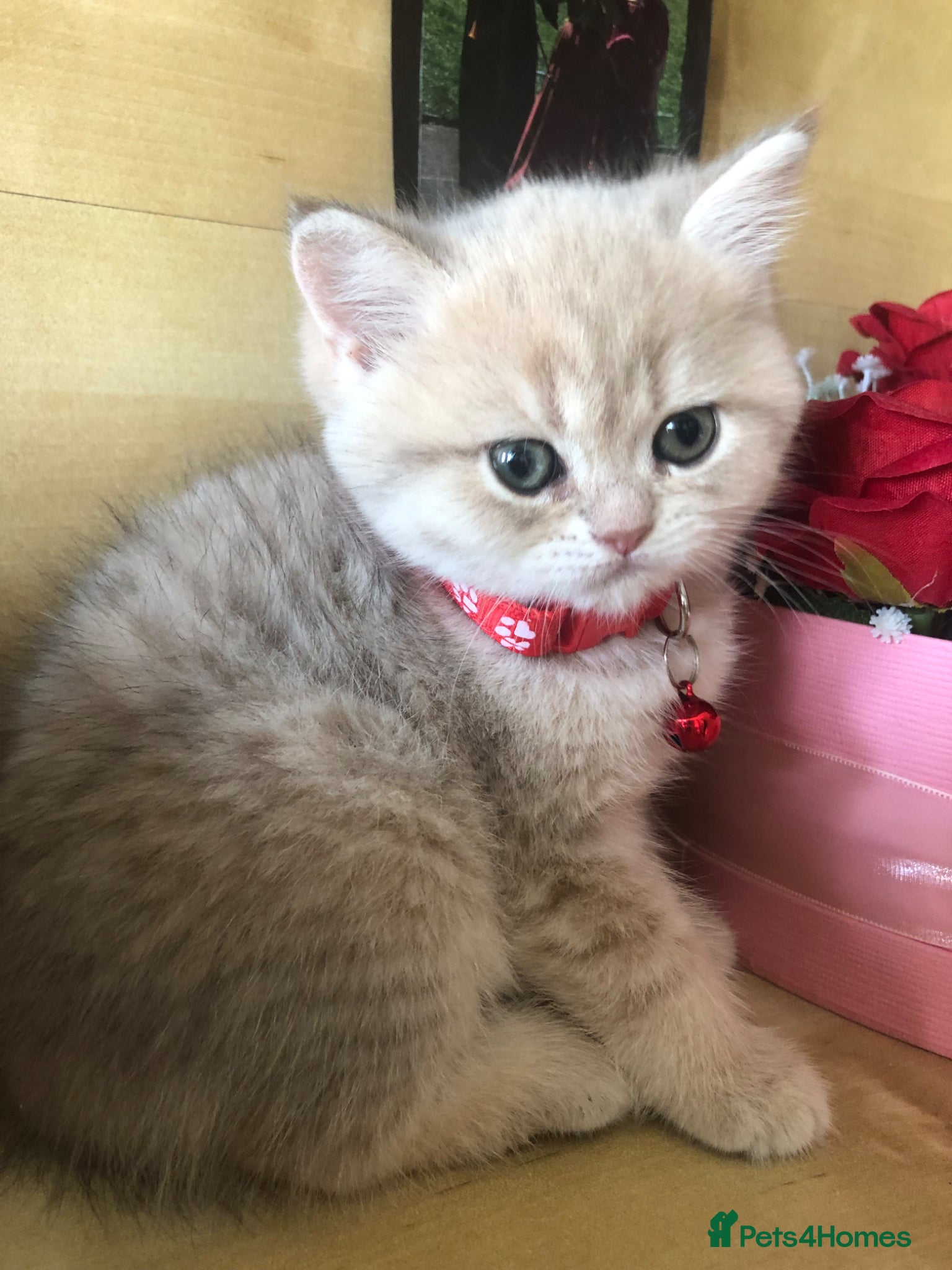 British Shorthair cats British shorthair kittens  - Advert 11