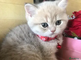 British Shorthair cats British shorthair kittens - Advert 11