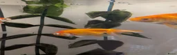 Fancy Goldfish fish for sale: 4 Fancy Goldfish for sale - Advert 2