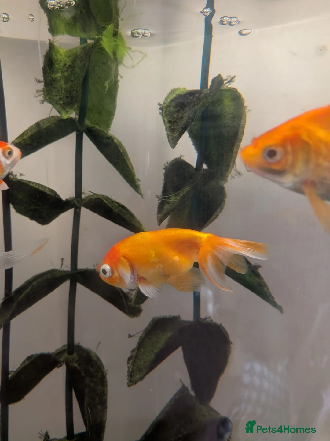 Fancy Goldfish fish for sale: 4 Fancy Goldfish for sale - Advert 2