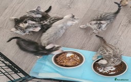 Bengal cats for sale: Full pedigree bengal kittens - Image 3