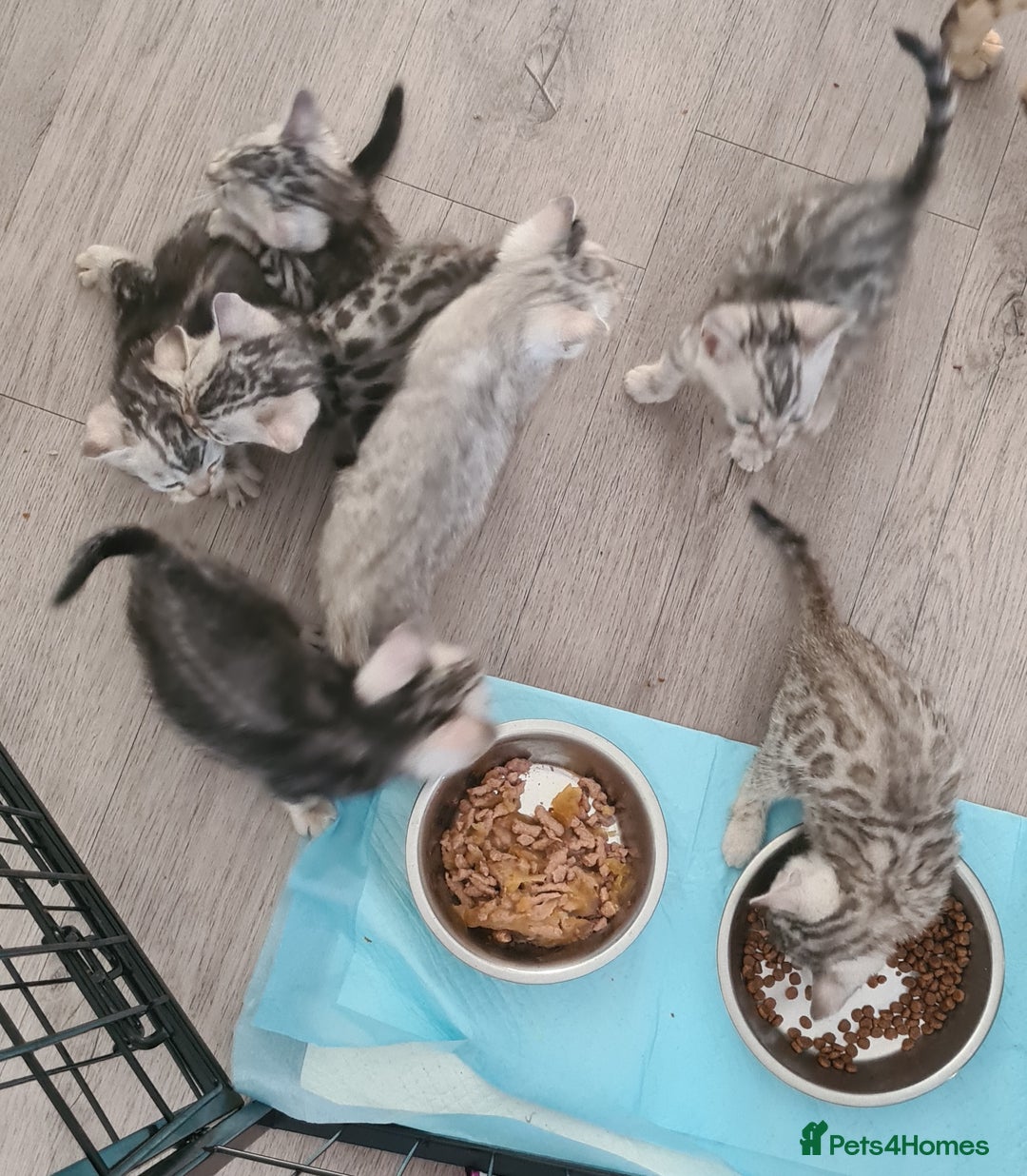 Bengal cats for sale: Full pedigree bengal kittens - Image 3