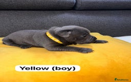 Staffordshire Bull Terrier dogs for sale:   Champion-KC.Reg.Blue Staffordshire Bull Terrier  - Image 9