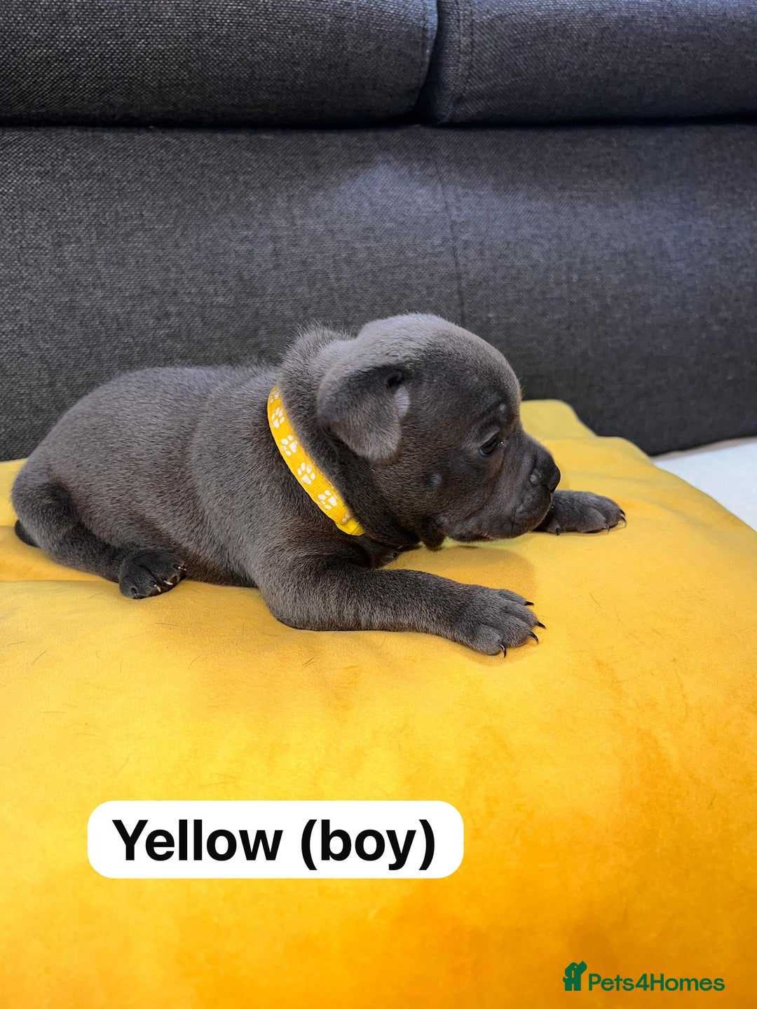 Staffordshire Bull Terrier dogs for sale:   Champion-KC.Reg.Blue Staffordshire Bull Terrier  - Image 9