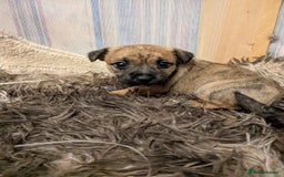 Mixed Breed dogs for sale: Norfolk terrier cross cairn terrier  - Image 5