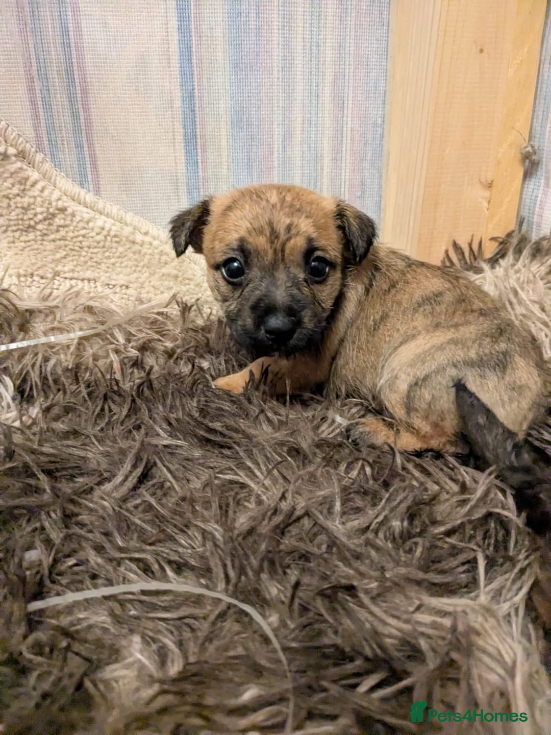 Mixed Breed dogs for sale: Norfolk terrier cross cairn terrier  - Image 5