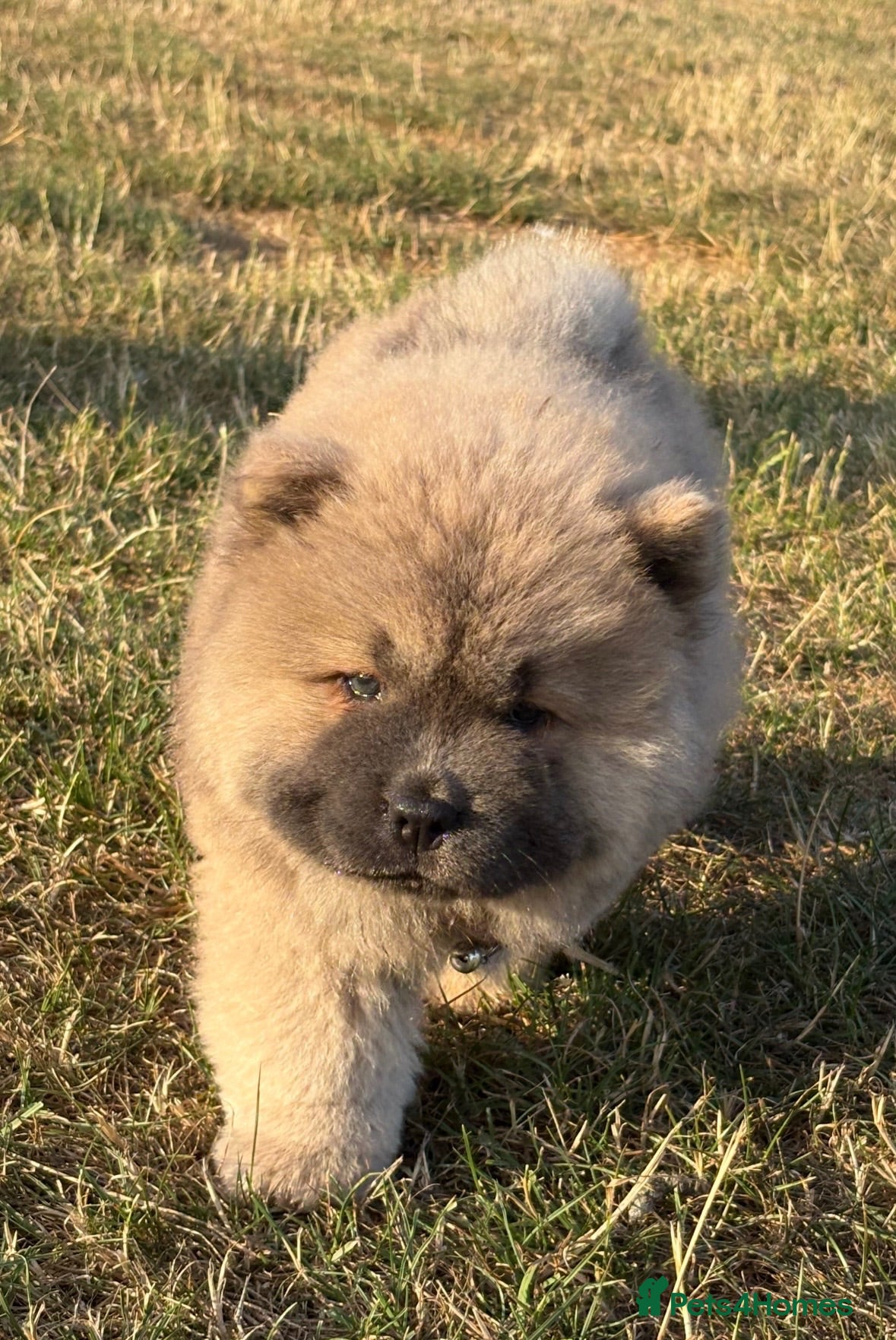 Chow Chow dogs 🧸🐾 Chow Chow puppies ready now🐾🧸 - Advert 6