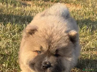 Chow Chow dogs 🧸🐾 Chow Chow puppies ready now🐾🧸 - Advert 6