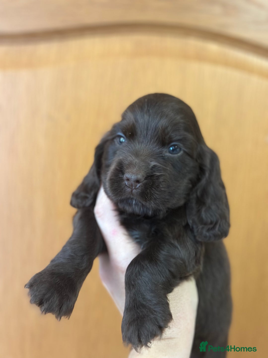 Cocker Spaniel dogs for sale: Fully Health tested show line cocker puppies  - Image 11