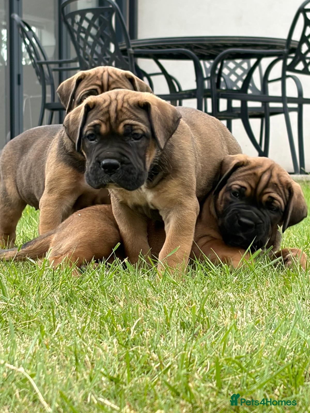 Cane Corso dogs for sale: BEAUTIFUL CANE CORSO PUPPIES in Walsall - Advert 8