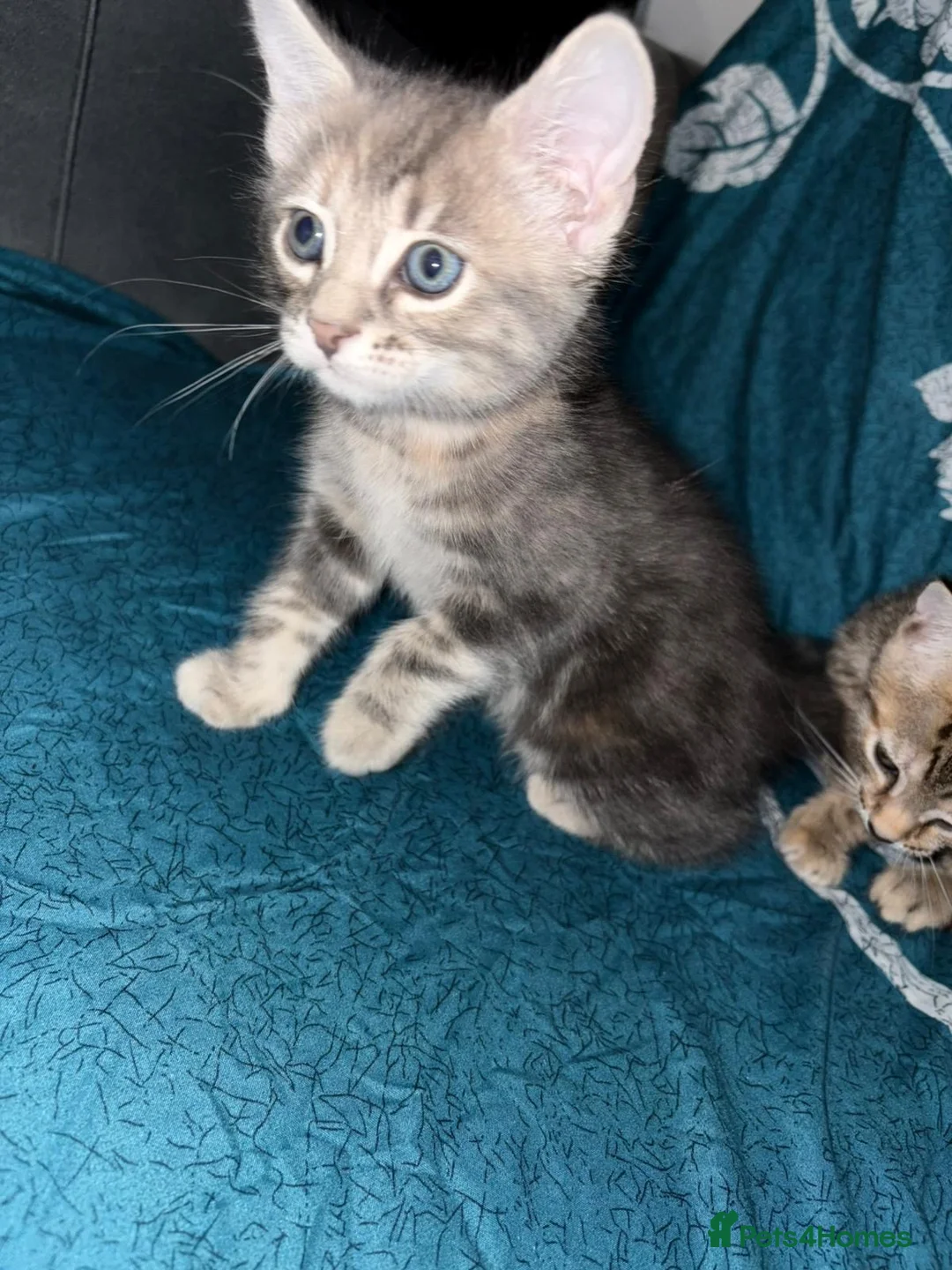 Mixed Breed cats for sale: 2 beautiful mixed tabby kittens available  - Advert 1