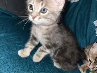 Mixed Breed cats 2 beautiful mixed tabby kittens available - Advert 1