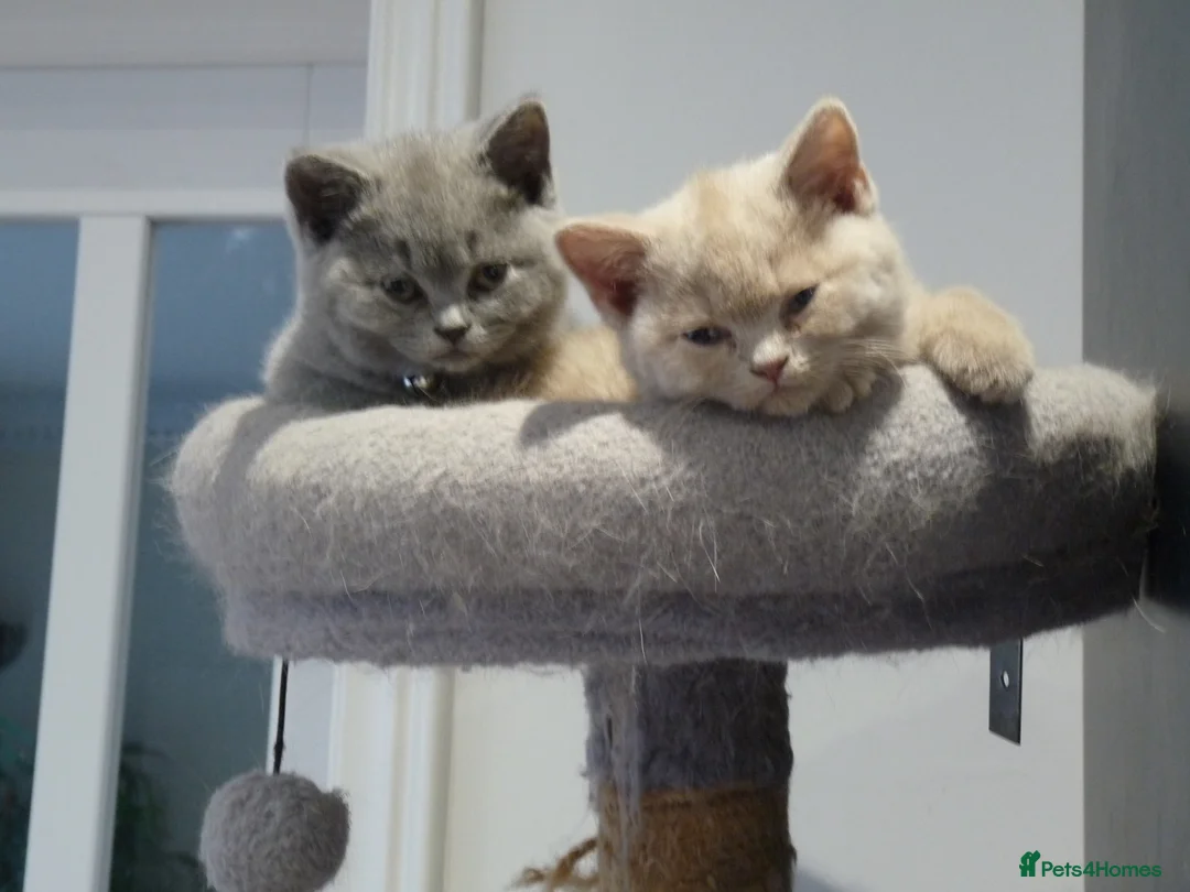 British Shorthair cats for sale: four beautiful british shorthair kittens for sale - Advert 1
