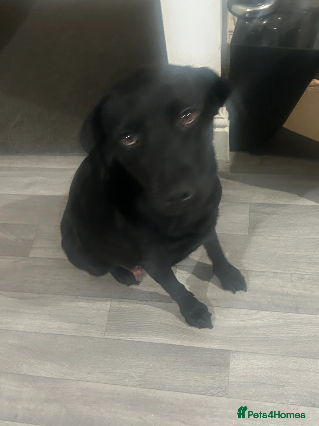 Labrador Retriever dogs for sale: Labrador - Advert 5