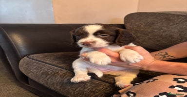 English Springer Spaniel dogs - Advert 11