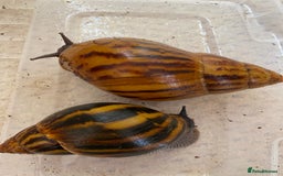 Snails invertebrates for sale: 4x African Land Snails, mixed breeds  - Image 4