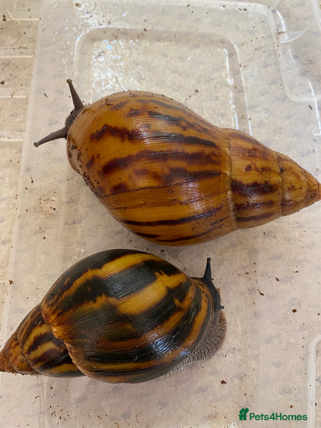 Snails invertebrates for sale: 4x African Land Snails, mixed breeds  - Image 4