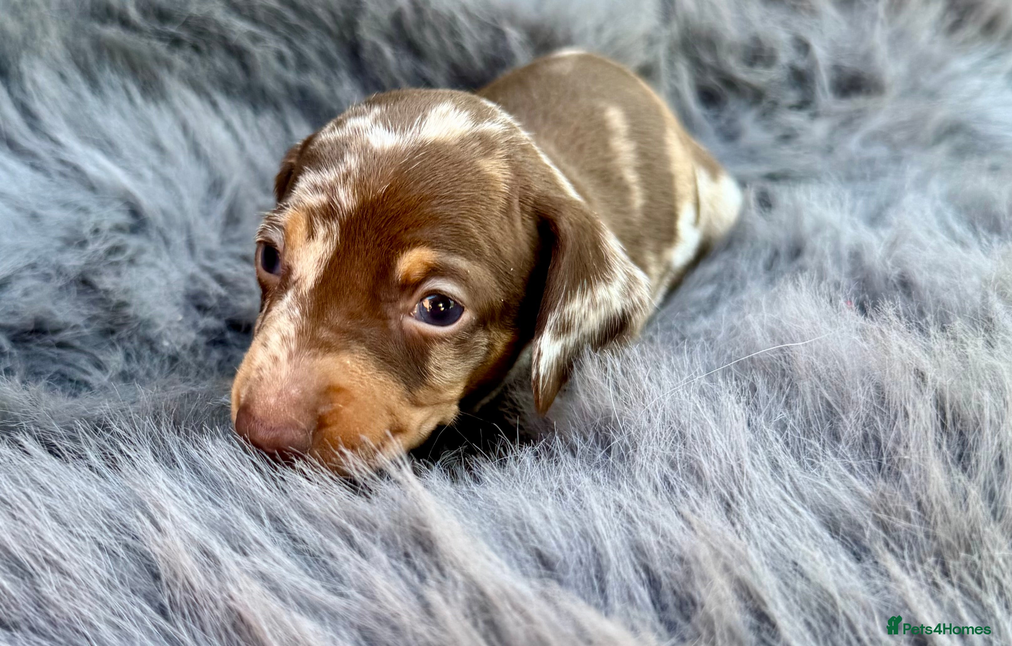 Miniature Dachshund dogs Stunning mini dachshund  - Advert 5