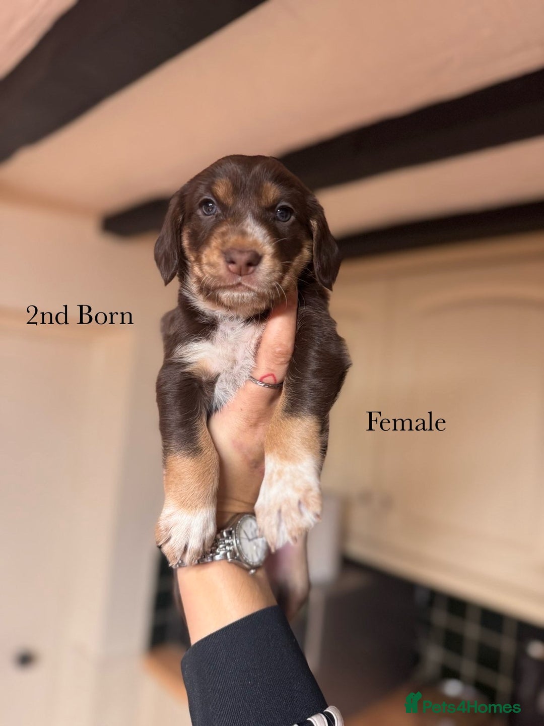 Mixed Breed dogs for sale: Australian Kelpie/Cocker Spaniel Puppies  - Advert 7
