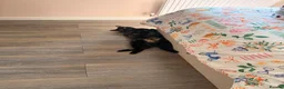 Domestic Shorthair cats for sale: 2 Gorgeous Girls for Re-homing - Advert 4