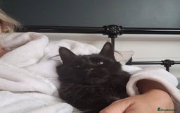 Maine Coon cats for sale: 5 year old MC to re rehomed - Image 2