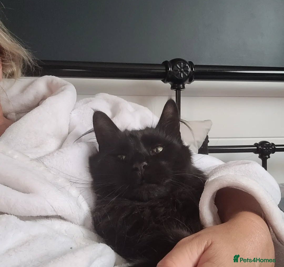Maine Coon cats for sale: 5 year old MC to re rehomed - Image 2