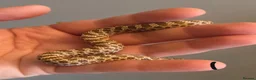 Snake reptiles for sale: Western Hognose Babies - Normal and Axanthics - Advert 3