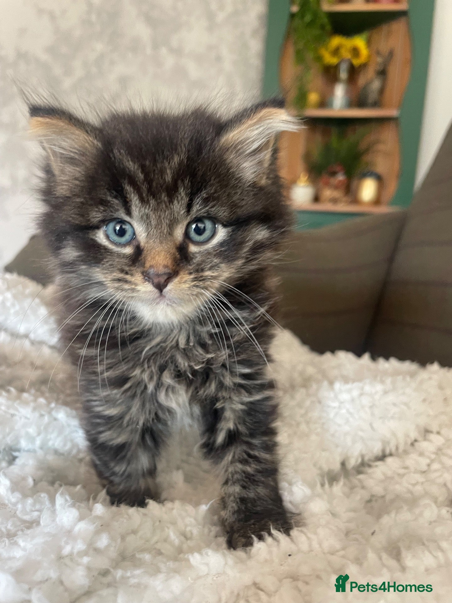 British Shorthair cats Five Gorgeous Kittens Looking for Forever Homes 🐾 - Advert 1
