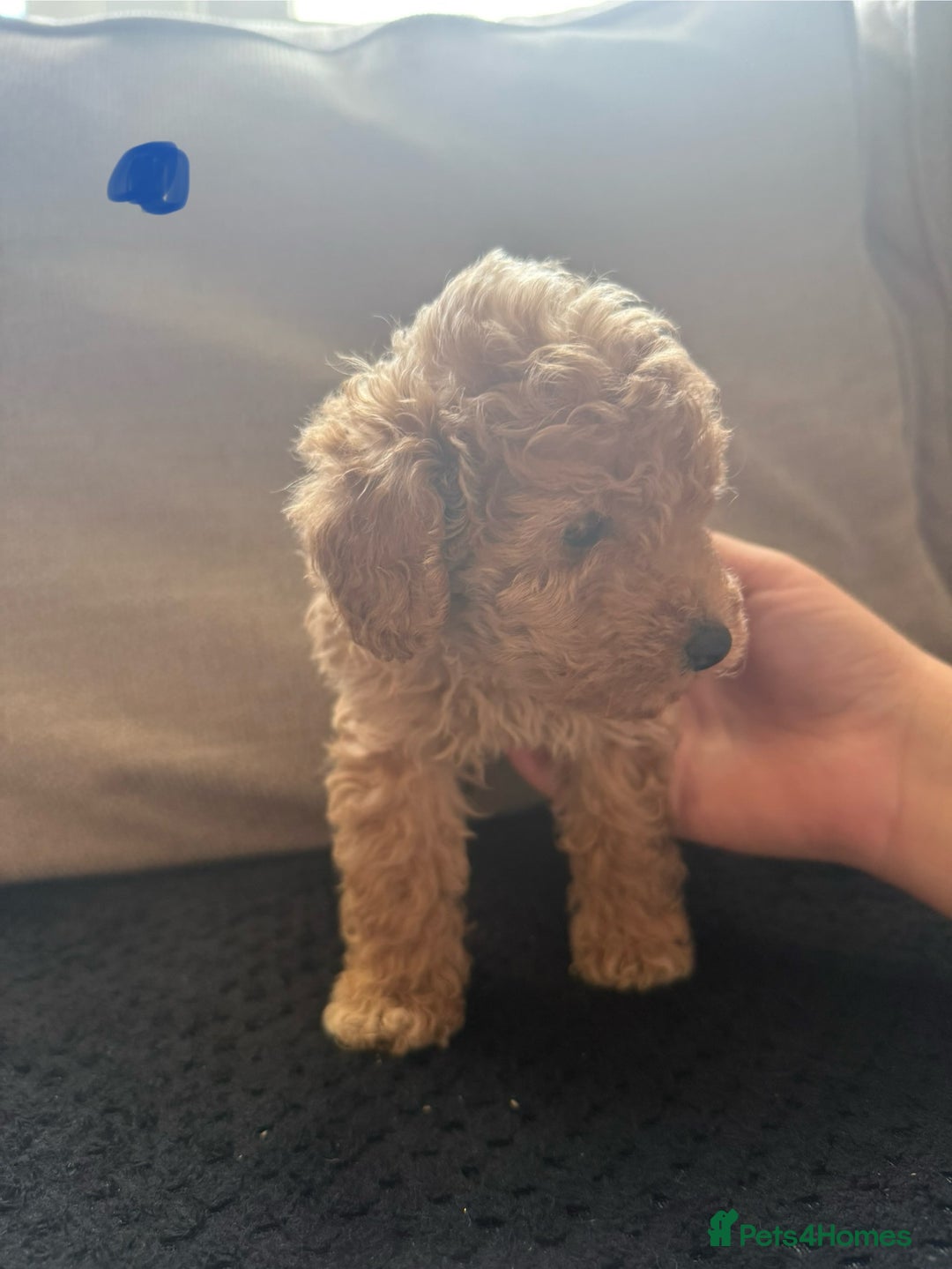 Toy Poodle dogs for sale: Toy poodle puppies  - Image 3