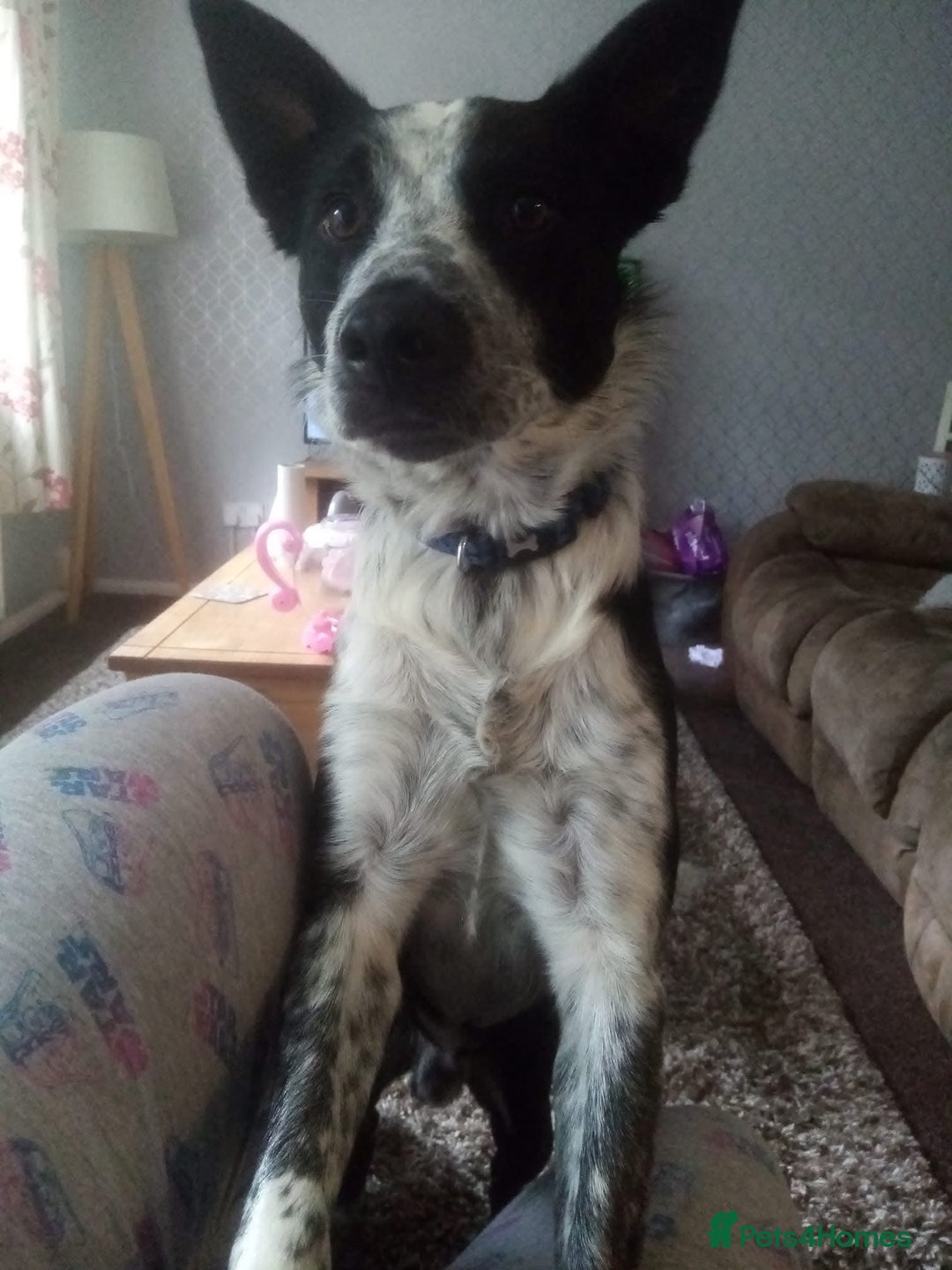 Border Collie dogs for sale: Border collie looking for new home - Image 14