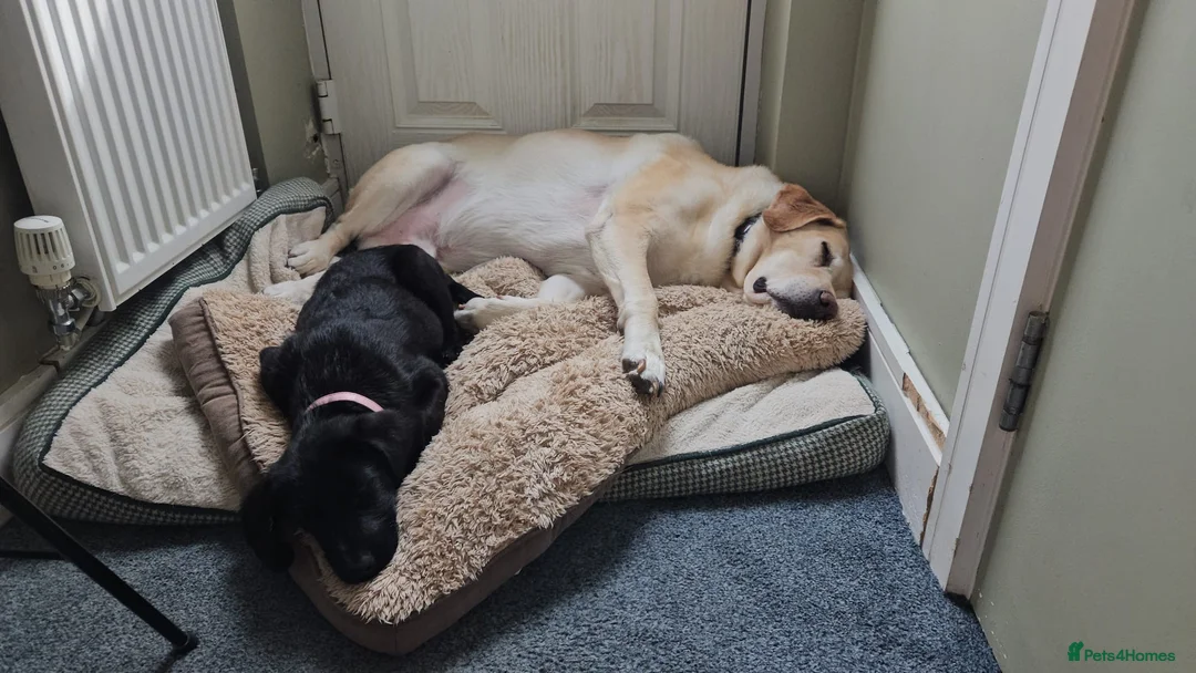 Labrador Retriever dogs for sale: Loving ❤️ home for millie  - Advert 3