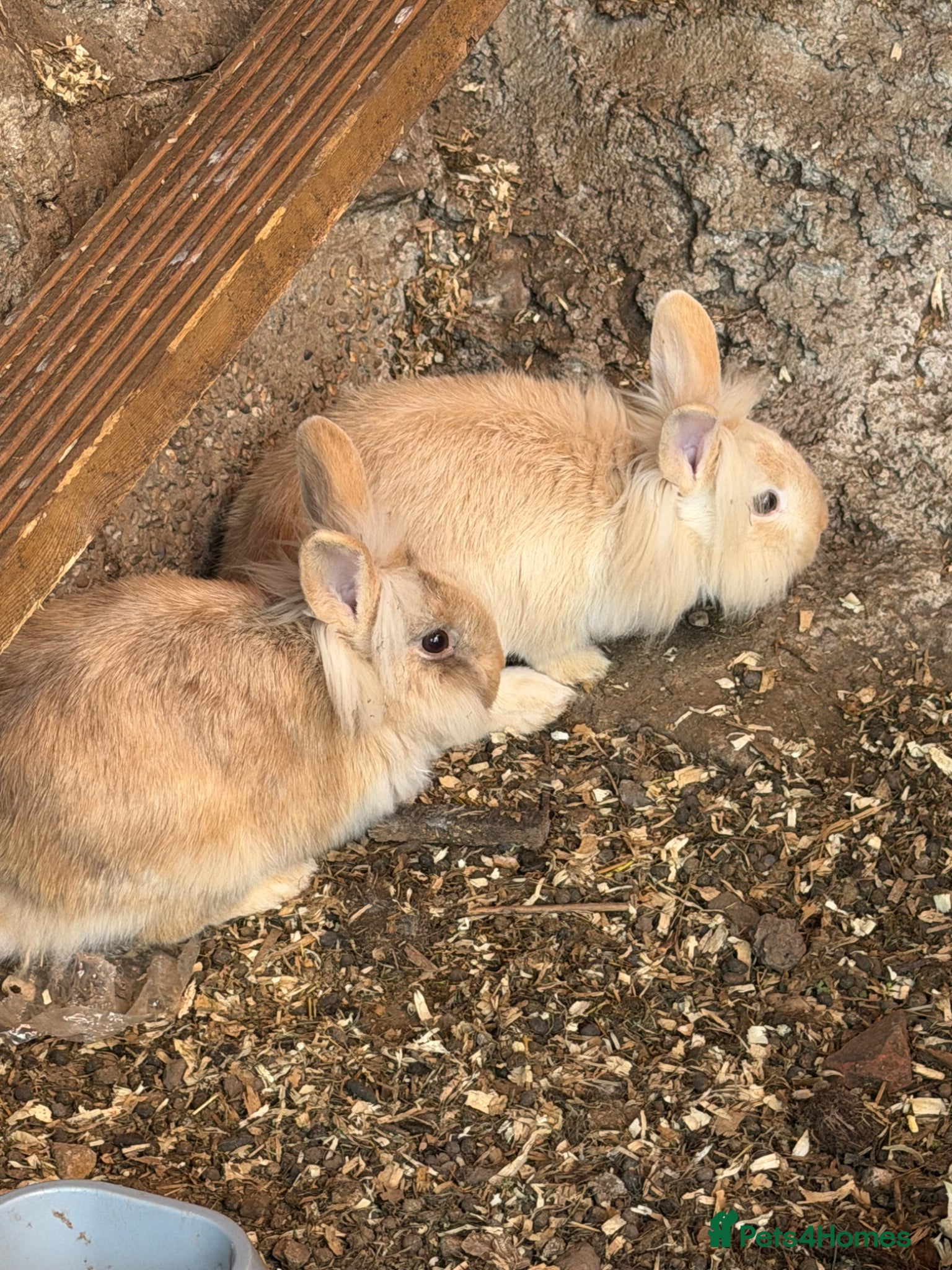 Mixed Breed rabbits Rabbits  - Advert 1