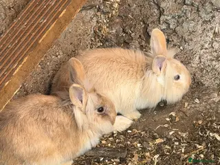 Mixed Breed rabbits Rabbits - Advert 1