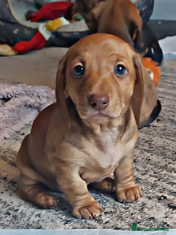 Dachshund dogs Beautiful Dachshund Puppies Looking for Homes 🐾 - Advert 14