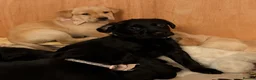 Goldador dogs for sale: 🐾 Beautiful Goldador Puppies 🐾 in Rotherham - Advert 3
