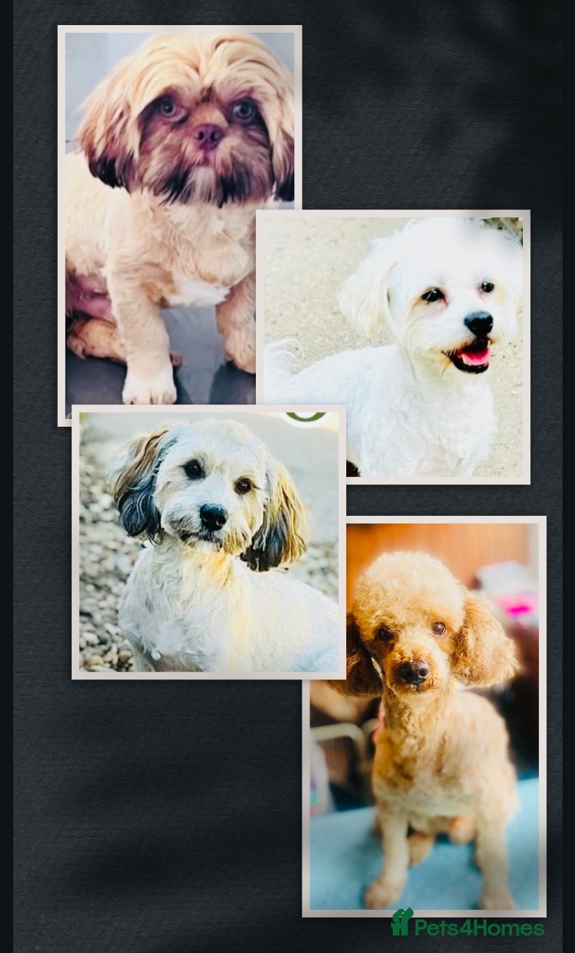 Shih Tzu dogs 🌟HEALTH TESTED QUALITY STUDS LINCOLNSHIRE🌟 - Advert 1