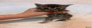 Bengal Kitten 3