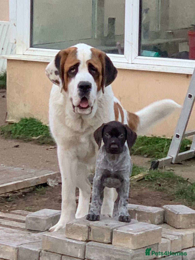 Bernedoodle dogs F1 Saint Berdoodle Pups - Advert 2