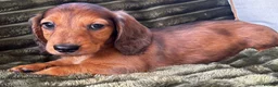 Dachshund dogs for sale: Longhaired Dappled KC reg Standard Dachshund  - Advert 8