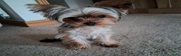 Yorkshire Terrier dogs for sale: The Most beautiful clever girl  - Advert 5