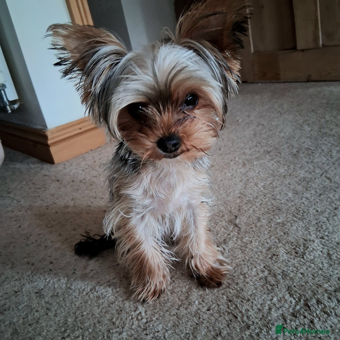 Yorkshire Terrier dogs for sale: The Most beautiful clever girl  - Advert 5