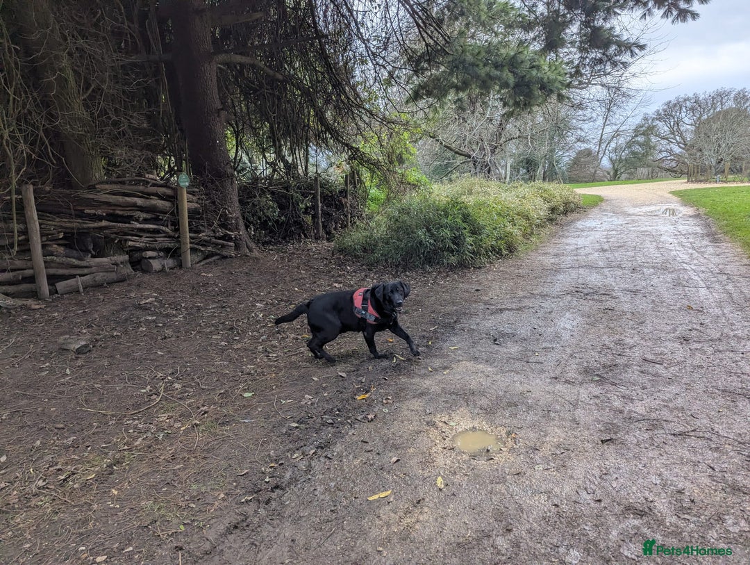 Labrador Retriever dogs for stud: Black Labrador Retriever for stud - Advert 4