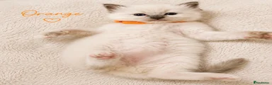 Ragdoll Kitten 3
