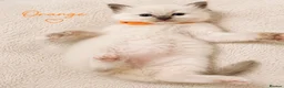 Ragdoll cats for sale: Beautiful ragdoll kittens ready to reserve.    - Advert 11