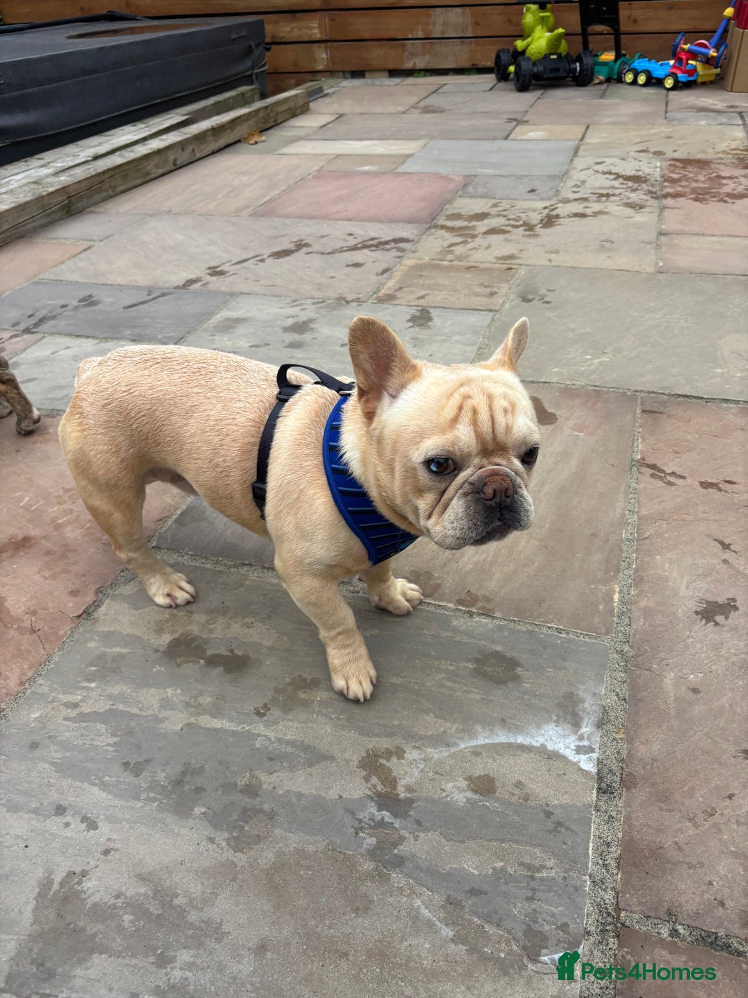 French Bulldog dogs for sale: Male French bulldog carrying Pink, Blue & fluffy - Image 5