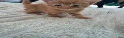 Mixed Breed cats for sale: 5 kittens looking for loving family  - Advert 6