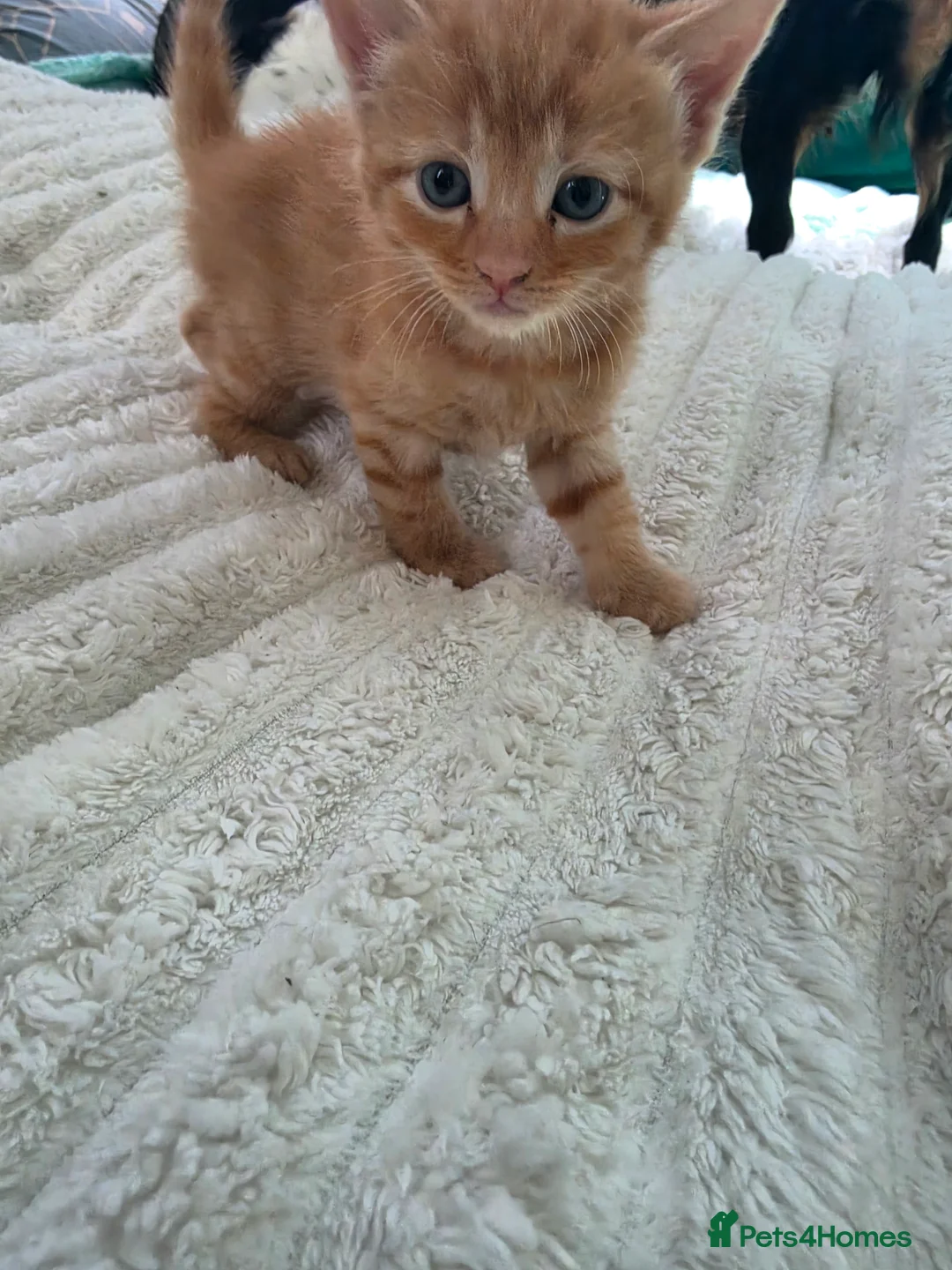Mixed Breed cats for sale: 5 kittens looking for loving family  - Advert 6