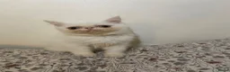 Exotic cats for sale: Exotic Persians - Advert 3
