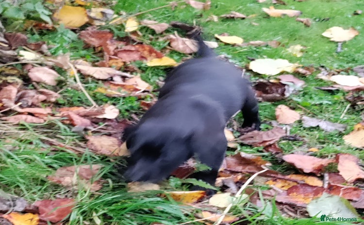 Labrador Retriever dogs - Advert 2