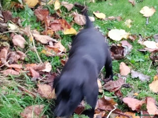 Labrador Retriever dogs - Advert 1